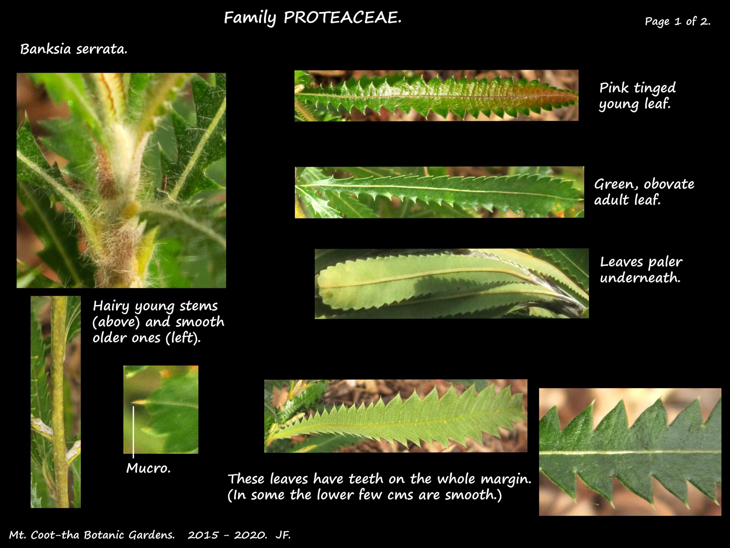 1 Old Man banksia stems & leaves